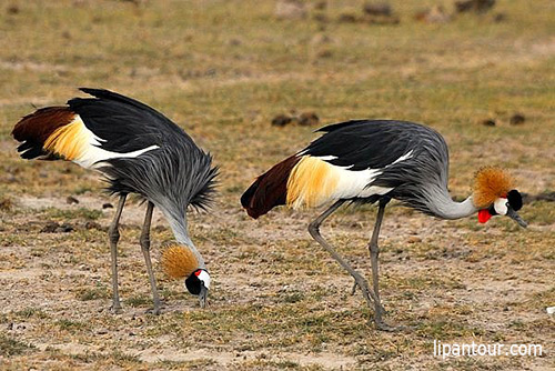 肯尼亚、阿联酋12天观看野生动物特色之旅